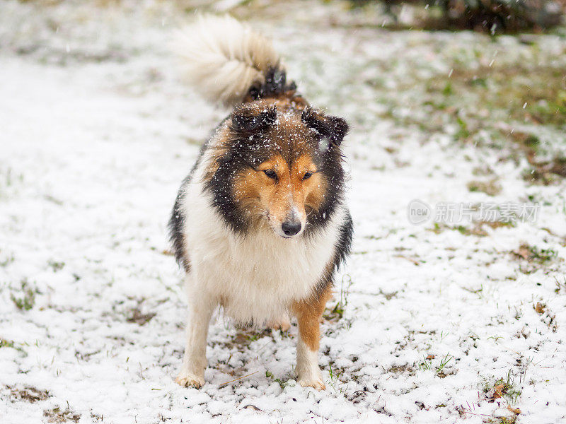 狗，设得兰牧羊犬，柯利牧羊犬，站在冬天的雪地上，覆盖着白雪。