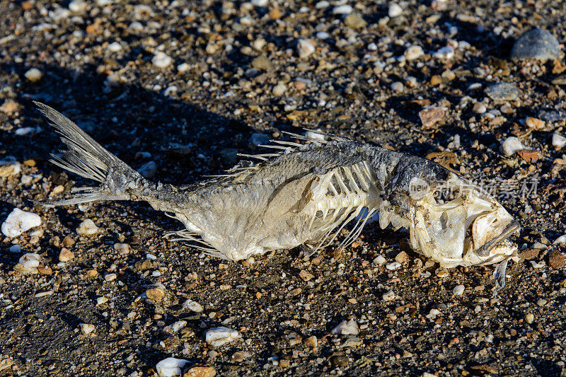 沙滩上的骷髅鱼