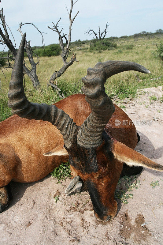 狩猎后获得战利品的非洲羚羊kongoni(红羚羊，bubal)