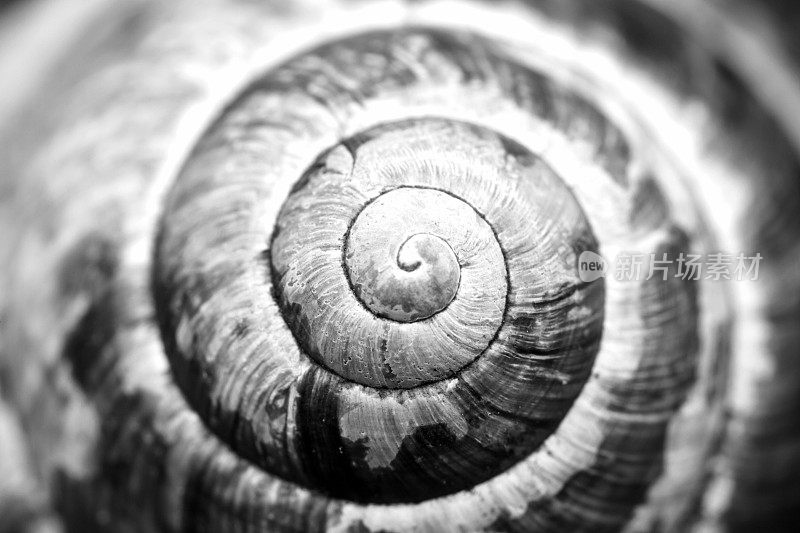 详细的自然螺壳黑白照片