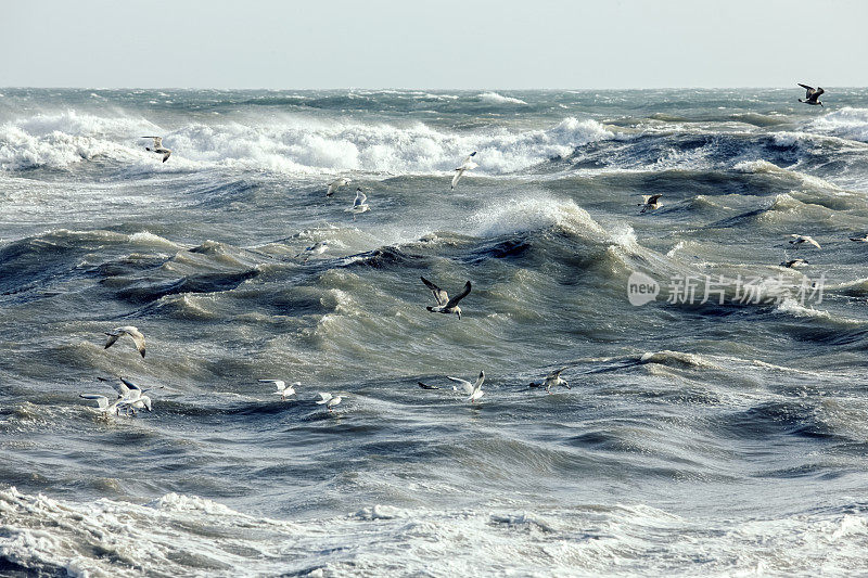 雷姆里吉斯，暴风雨海面上的海鸥