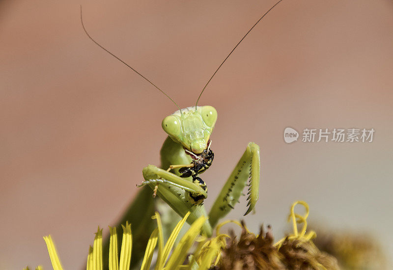 雌螳螂吞食黄蜂