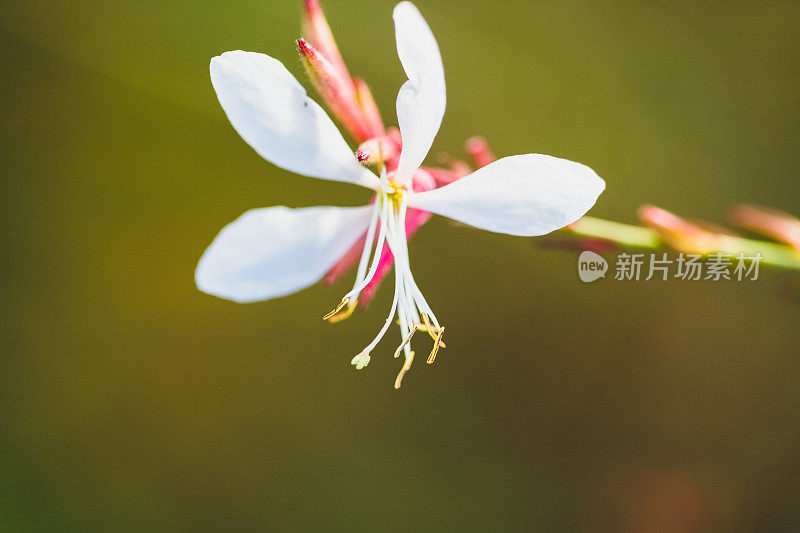 高拉林海梅里多年生白花特写与绿色散景背景。