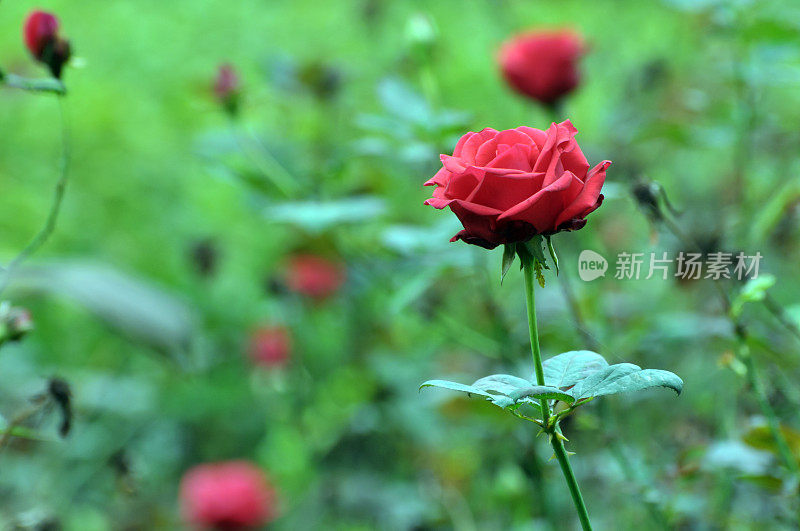 花玫瑰花朵