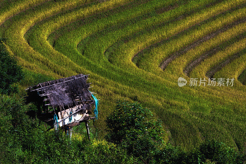 越南西北部盐白省木仓寨地区梯田上的稻田