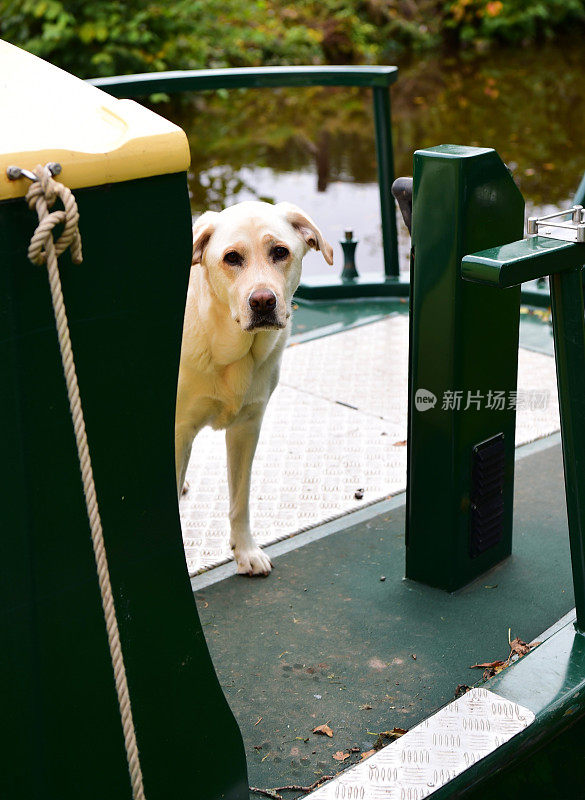 英国运河船上的拉布拉多寻回犬