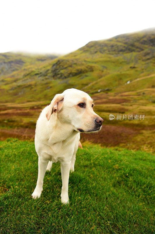 英国湖区的拉布拉多寻回犬