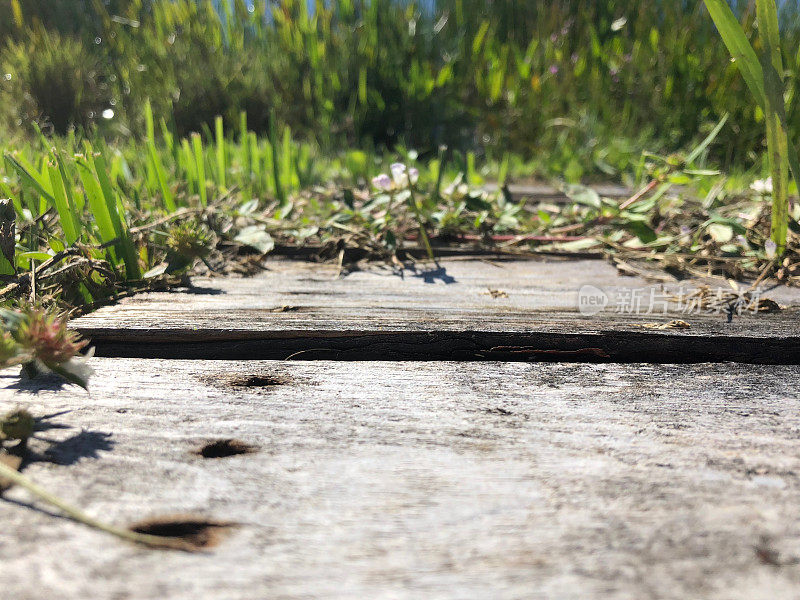 沼泽中的草和木板