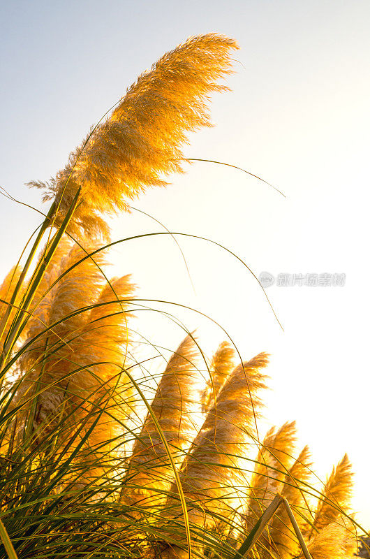 冬天阳光明媚的芦苇