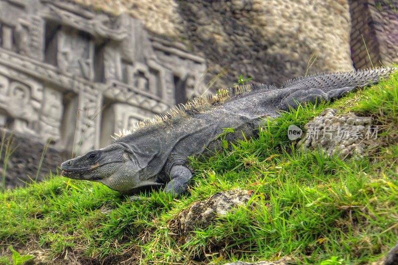 玛雅神庙里晒太阳的大鬣蜥