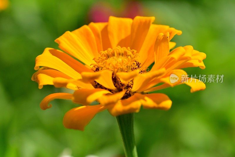 Zinnia花