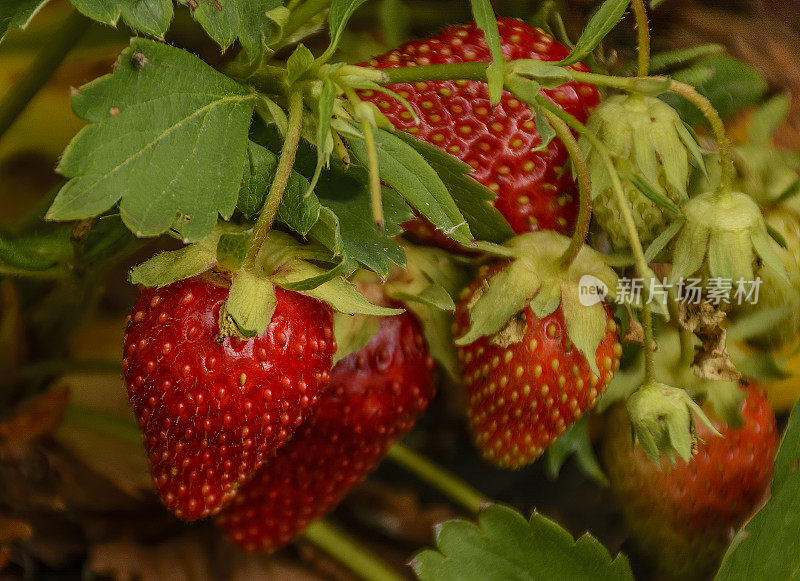 成熟的草莓园草莓无纺布覆盖材料。