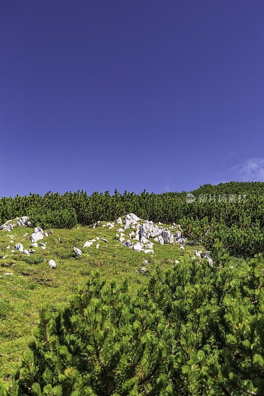 覆盖苔藓和绿色灌木的高山草甸(HDRi)