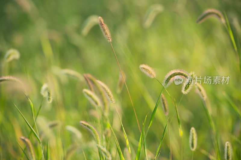 狐尾草