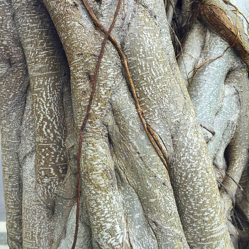 中国海南岛的树皮