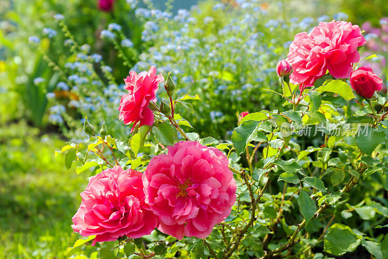 花的蓝色勿忘我，粉红色的玫瑰盛开在花园的花坛上