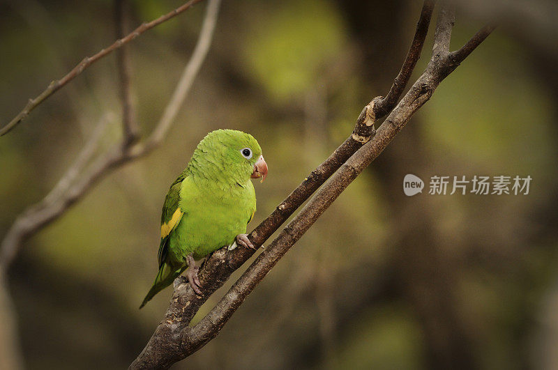 黄人字形长尾小鹦鹉