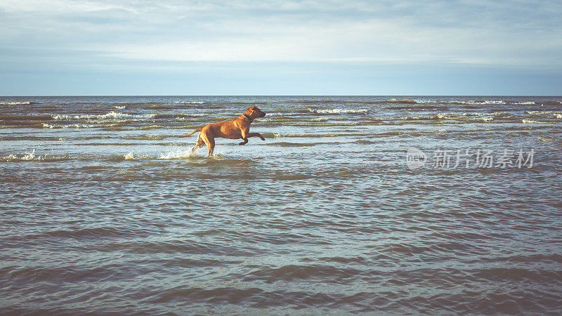罗得西亚脊背犬在海滩上狂奔