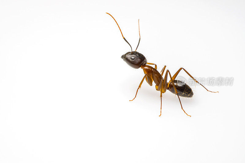蚂蚁孤立在白色背景上
