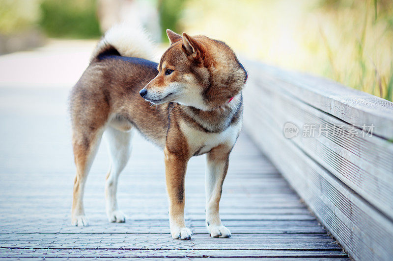 日本柴犬和主人在公园