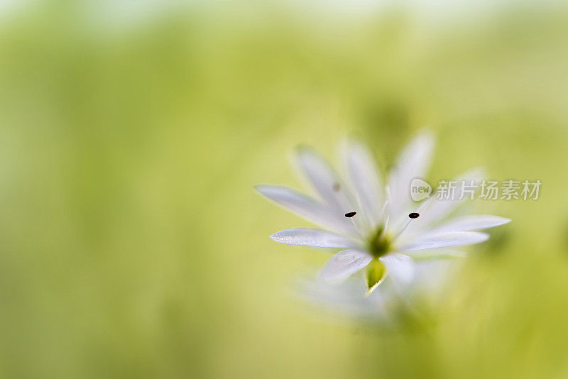 绣草白色夏季花特写-星草