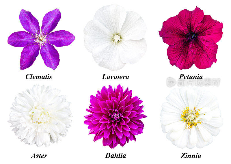 一套六朵花:铁线莲，紫菀，矮牵牛花，紫菀，大丽花，百日草
