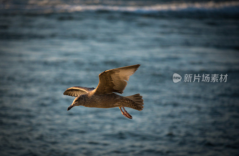 海滩上的海鸥