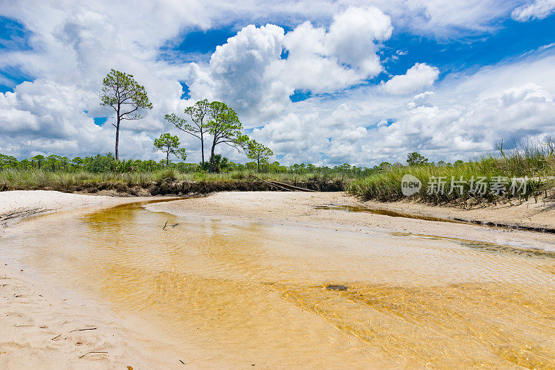 佛罗里达大本德野生动物管理区海岸沼泽的桑迪溪