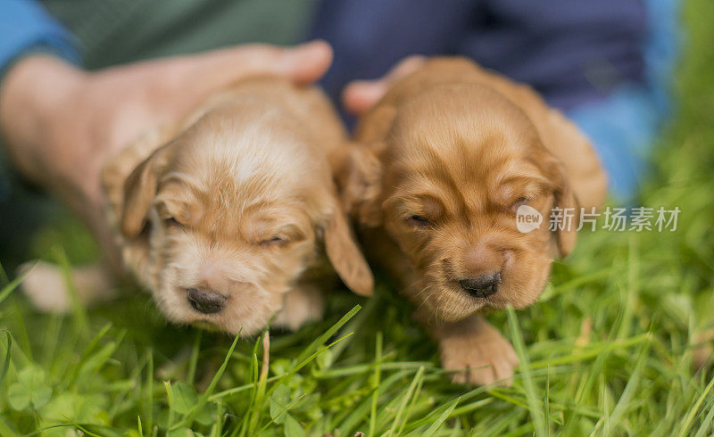 新生的幼犬