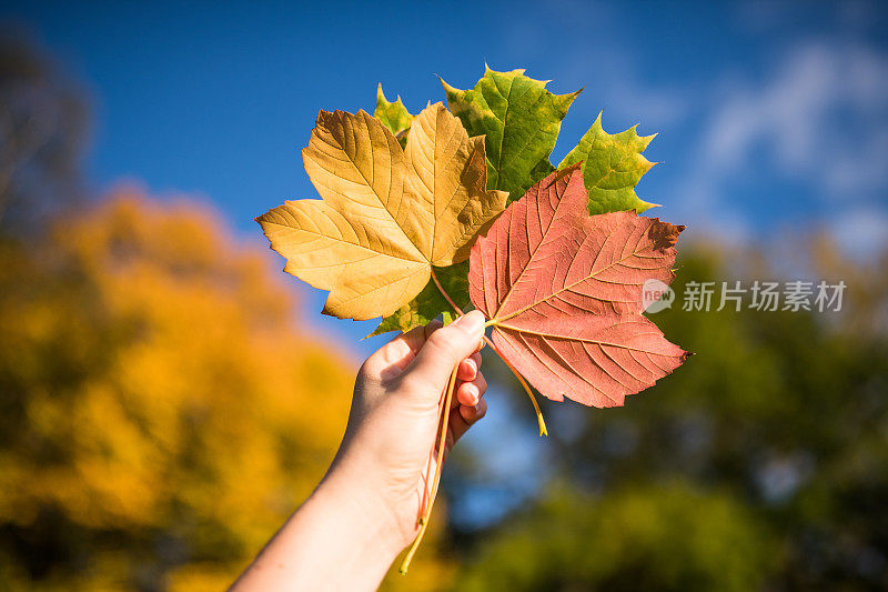 秋色的树叶在手，德国