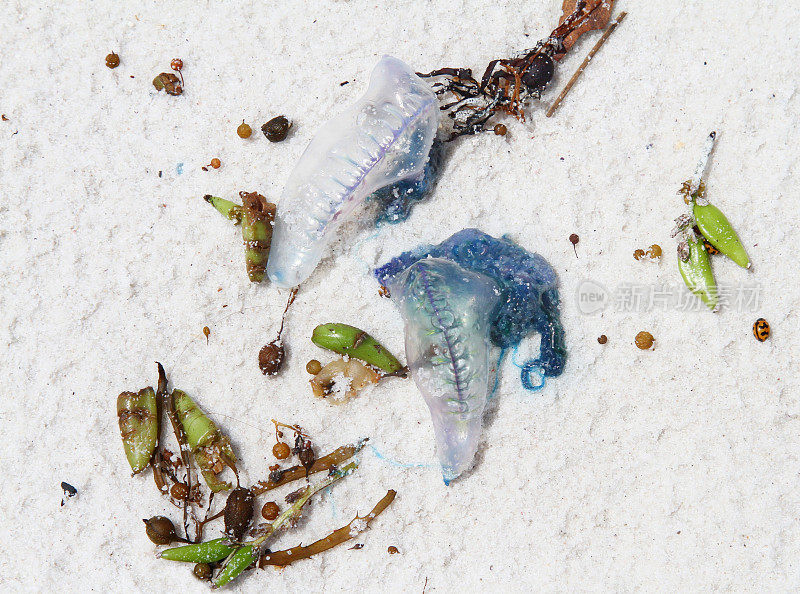 在澳大利亚新南威尔士州，被冲上海滩的蓝头水母