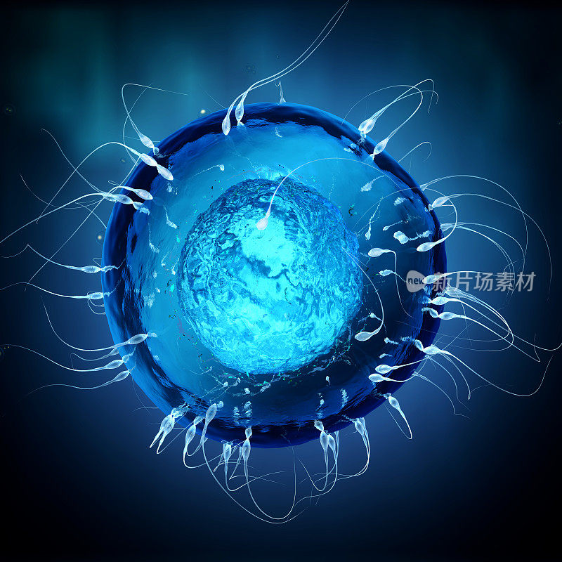 透明的精子向圆形的蓝色卵细胞移动