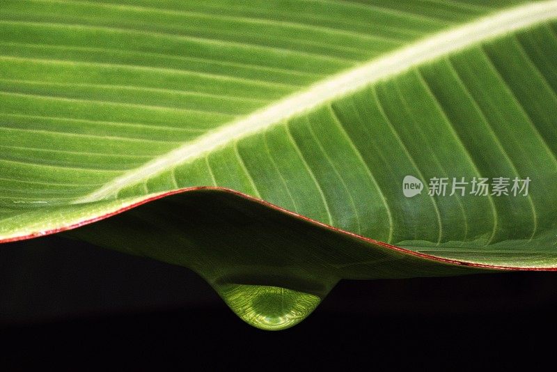 近距离观察绿叶下的雨滴。