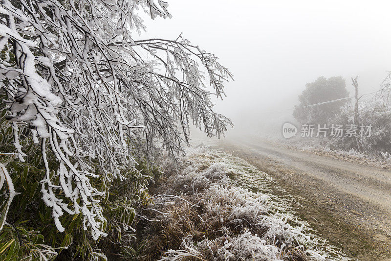 日落时，白雪覆盖了树木