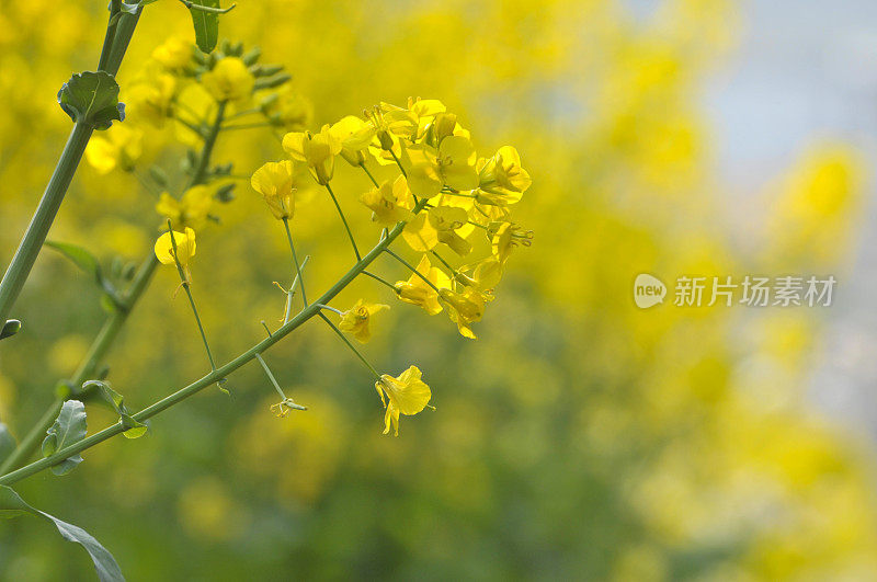 油菜花领域