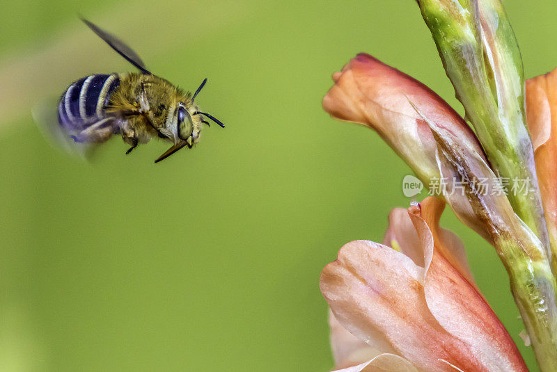 大黄蜂飞向桃花