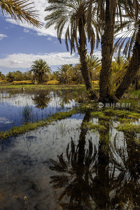 北非摩洛哥的洪水和棕榈树