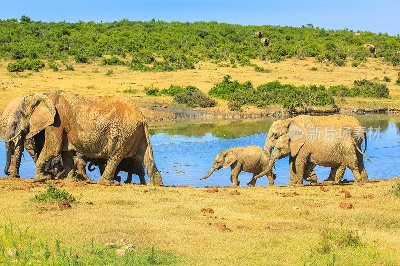 南非的象族