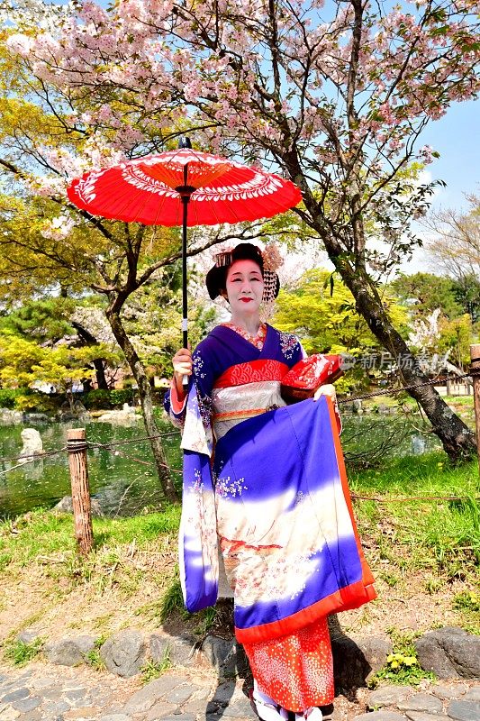 日本妇女在樱花下站在宫子的服装，京都