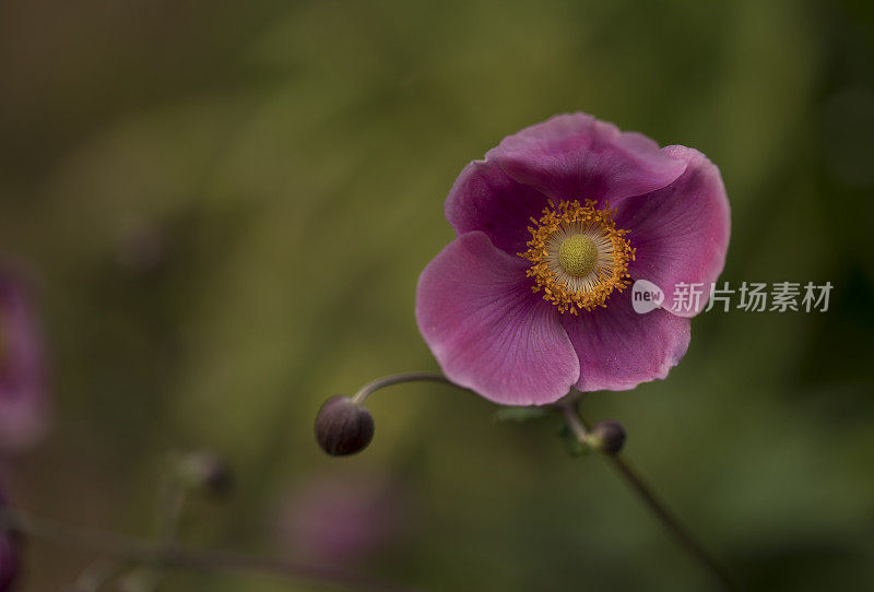 大而独特的花朵