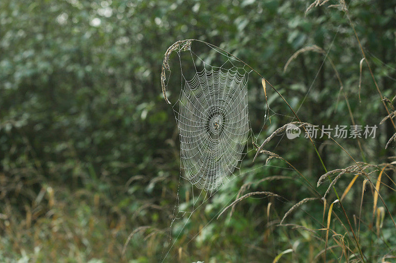 秋天孤单的蜘蛛在它的网上