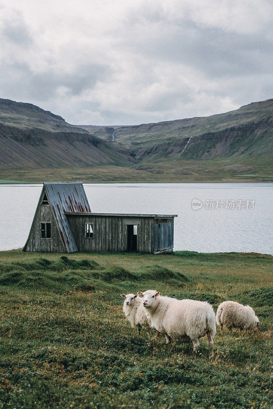 冰岛海边小屋背景上的绵羊