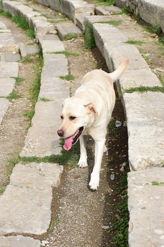 西西里的拉布拉多寻回犬