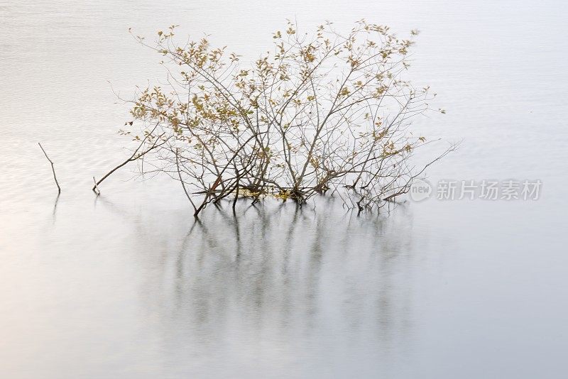 淹没在水中的水库树