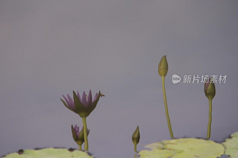 晴空下开花植物的特写镜头