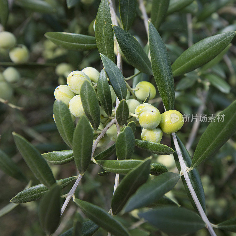 橄榄树种植