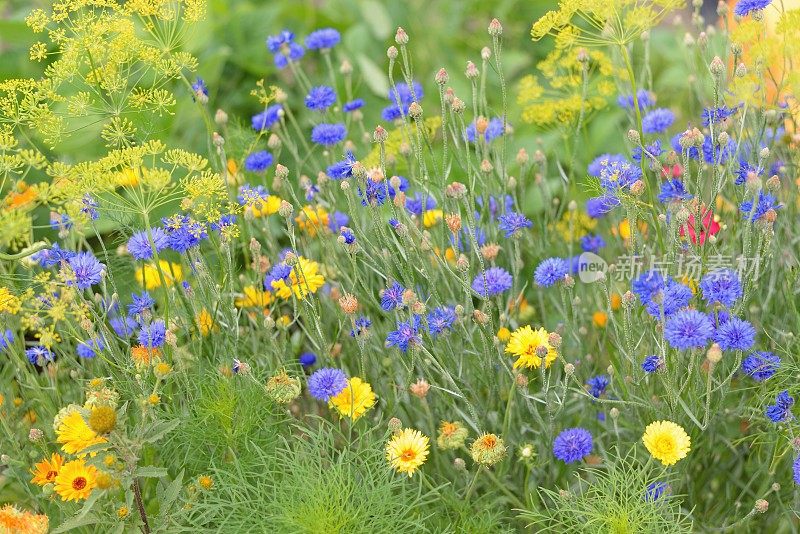 夏末之花