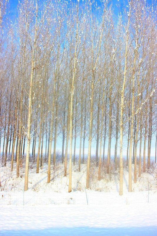 冬天雪风景画