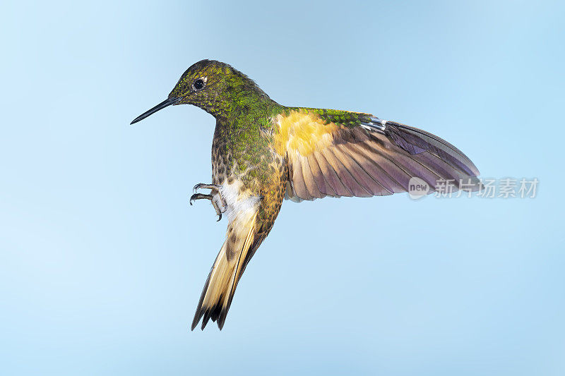 厄瓜多尔蜂鸟-背部有翅膀的黄尾冠