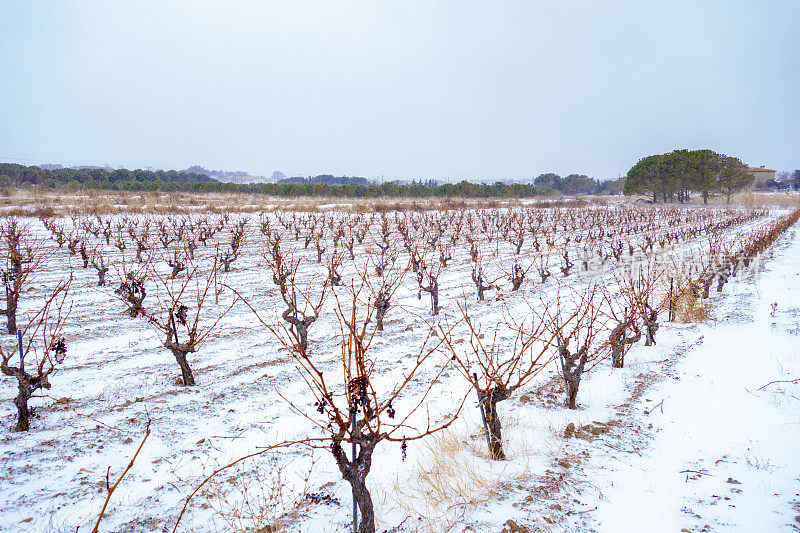 葡萄园覆盖着冬天的雪